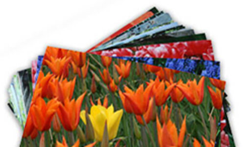 Photo Prints & Books